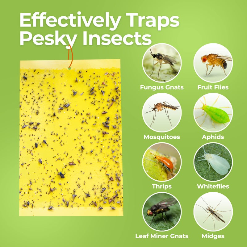 BASIC CONCEPTS Fruit Fly Trap (20 Pack), Double-Sided Yellow Sticky Traps (Indoor & Outdoor), Fruit Fly Traps for Kitchen & Plants, Fruit Fly Killer - Sticky Gnat Trap Indoor Solution, Fungus Gnat Traps - Image 3